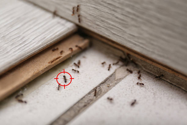 Best Best Pest Control Companies  in Tierra Verde, FL